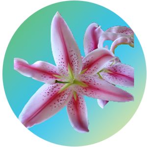Stargazer Lily